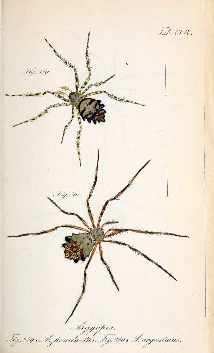 Die Arachniden :.NÃ¼rnberg :In der C. H. Zeh'schen Buchhandlung,1831-1848.. |  | Vintage Print Reproduction 470801