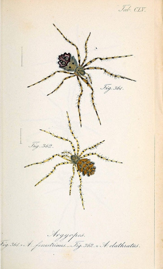 Die Arachniden :.NÃ¼rnberg :In der C. H. Zeh'schen Buchhandlung,1831-1848.. |  | Vintage Print Reproduction 470802