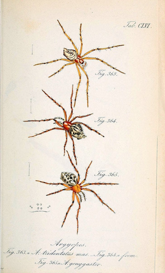Die Arachniden :.NÃ¼rnberg :In der C. H. Zeh'schen Buchhandlung,1831-1848.. |  | Vintage Print Reproduction 470803