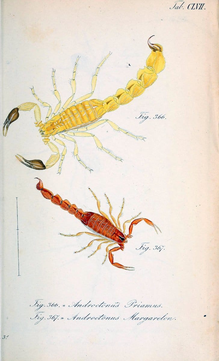 Die Arachniden :.NÃ¼rnberg :In der C. H. Zeh'schen Buchhandlung,1831-1848.. |  | Vintage Print Reproduction 470804