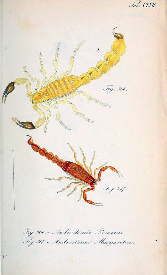 Die Arachniden :.NÃ¼rnberg :In der C. H. Zeh'schen Buchhandlung,1831-1848.. |  | Vintage Print Reproduction 470804