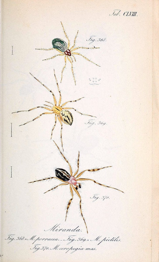 Die Arachniden :.NÃ¼rnberg :In der C. H. Zeh'schen Buchhandlung,1831-1848.. |  | Vintage Print Reproduction 470805