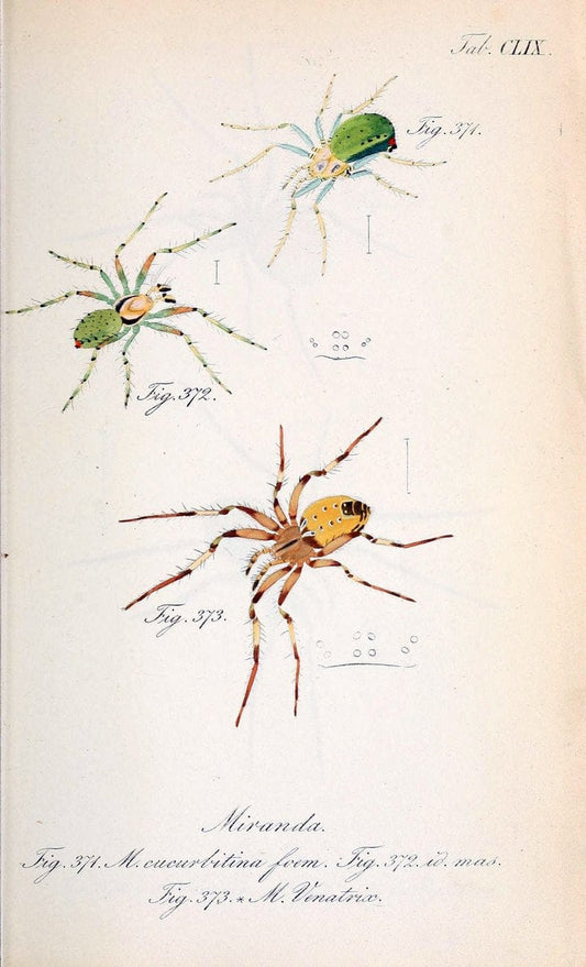 Die Arachniden :.NÃ¼rnberg :In der C. H. Zeh'schen Buchhandlung,1831-1848.. |  | Vintage Print Reproduction 470806