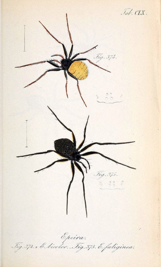 Die Arachniden :.NÃ¼rnberg :In der C. H. Zeh'schen Buchhandlung,1831-1848.. |  | Vintage Print Reproduction 470807