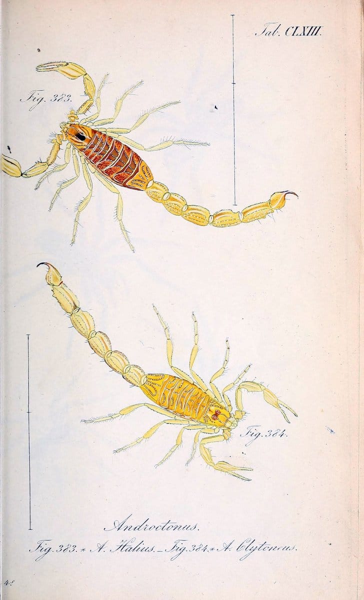 Die Arachniden :.NÃ¼rnberg :In der C. H. Zeh'schen Buchhandlung,1831-1848.. |  | Vintage Print Reproduction 470810