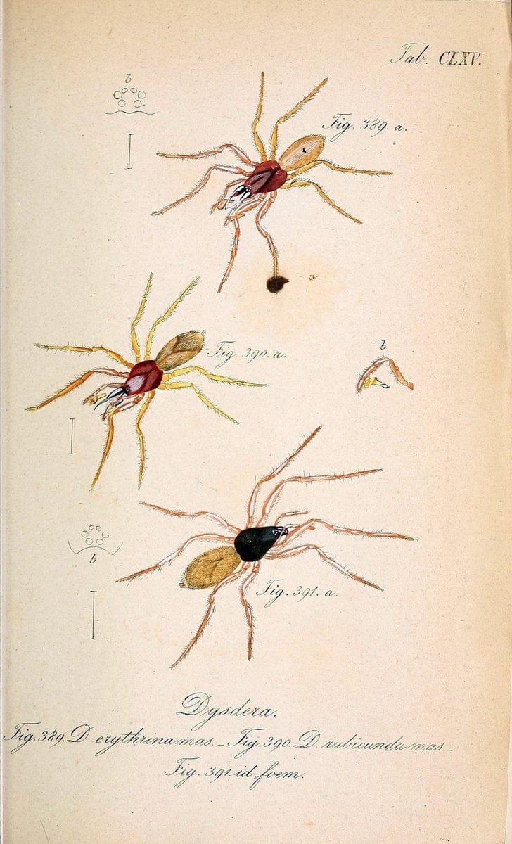 Die Arachniden :.NÃ¼rnberg :In der C. H. Zeh'schen Buchhandlung,1831-1848.. |  | Vintage Print Reproduction 470812