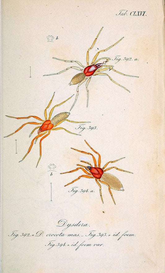 Die Arachniden :.NÃ¼rnberg :In der C. H. Zeh'schen Buchhandlung,1831-1848.. |  | Vintage Print Reproduction 470813