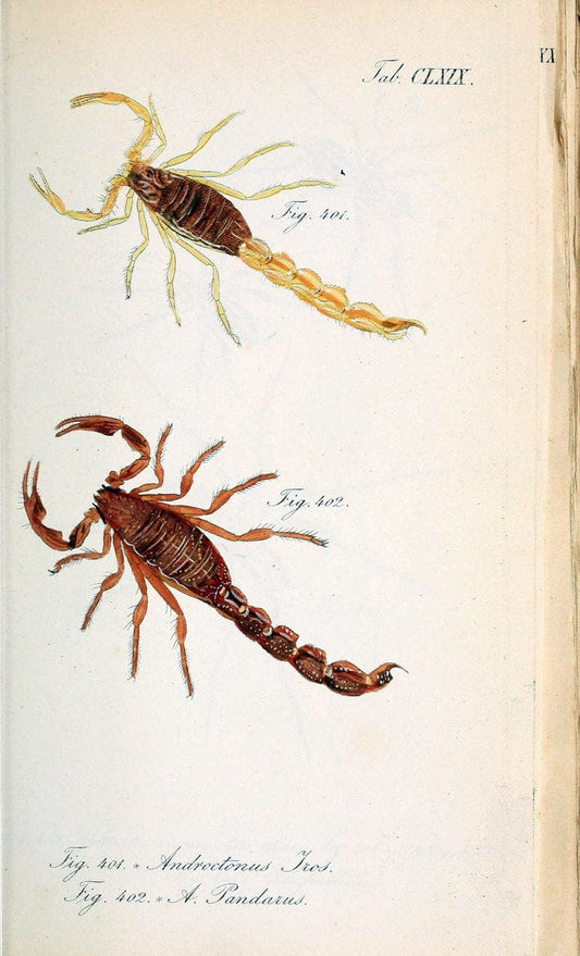 Die Arachniden :.NÃ¼rnberg :In der C. H. Zeh'schen Buchhandlung,1831-1848.. |  | Vintage Print Reproduction 470817