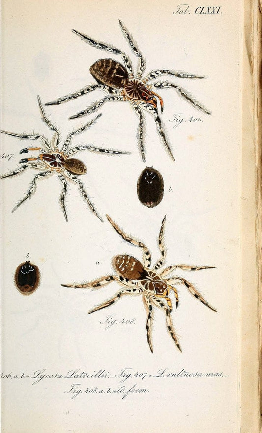 Die Arachniden :.NÃ¼rnberg :In der C. H. Zeh'schen Buchhandlung,1831-1848.. |  | Vintage Print Reproduction 470819