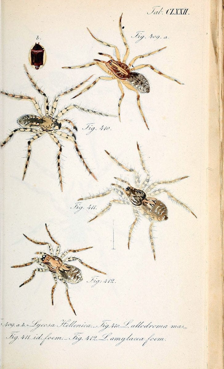 Die Arachniden :.NÃ¼rnberg :In der C. H. Zeh'schen Buchhandlung,1831-1848.. |  | Vintage Print Reproduction 470820