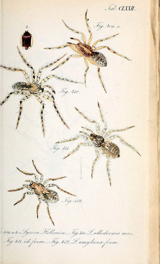Die Arachniden :.NÃ¼rnberg :In der C. H. Zeh'schen Buchhandlung,1831-1848.. |  | Vintage Print Reproduction 470820