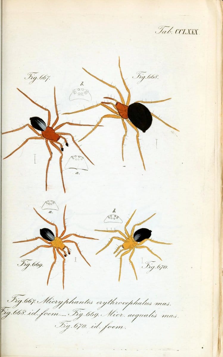 Die Arachniden :.NÃ¼rnberg :In der C. H. Zeh'schen Buchhandlung,1831-1848.. |  | Vintage Print Reproduction 470821