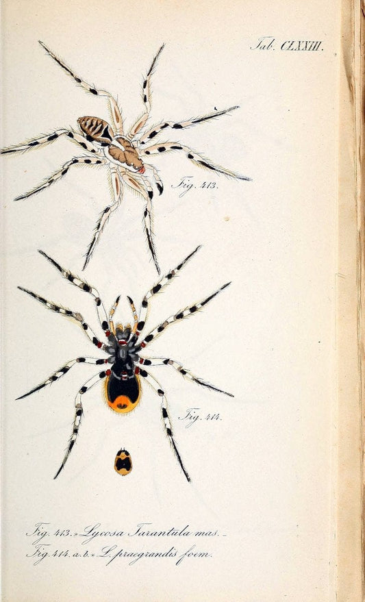 Die Arachniden :.NÃ¼rnberg :In der C. H. Zeh'schen Buchhandlung,1831-1848.. |  | Vintage Print Reproduction 470822