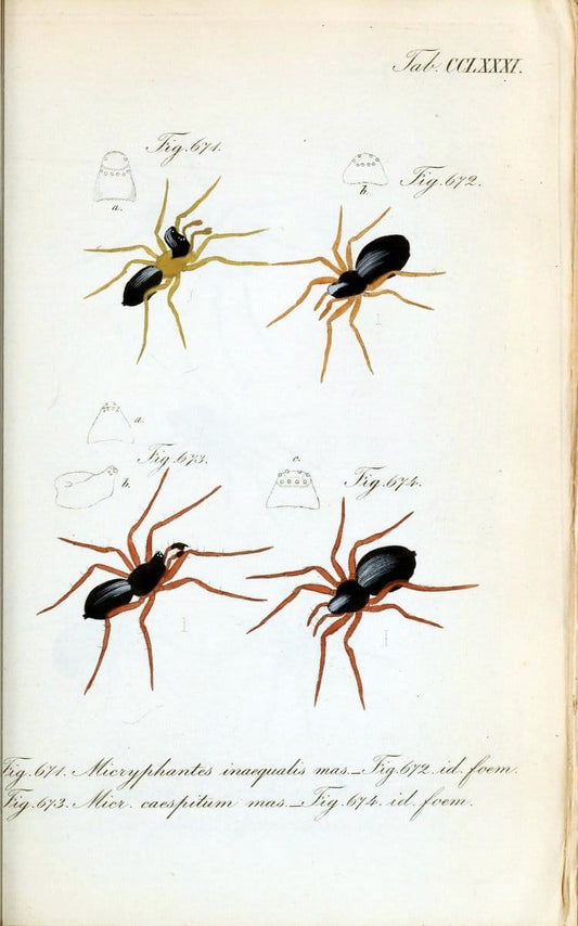 Die Arachniden :.NÃ¼rnberg :In der C. H. Zeh'schen Buchhandlung,1831-1848.. |  | Vintage Print Reproduction 470823