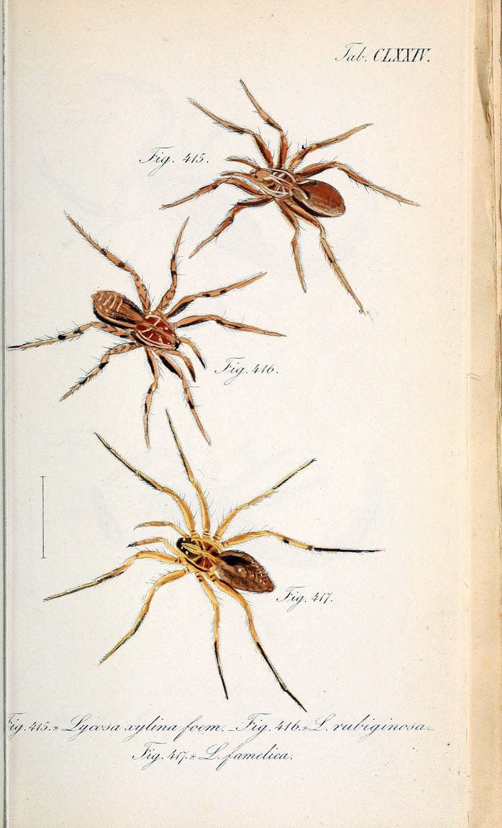 Die Arachniden :.NÃ¼rnberg :In der C. H. Zeh'schen Buchhandlung,1831-1848.. |  | Vintage Print Reproduction 470824