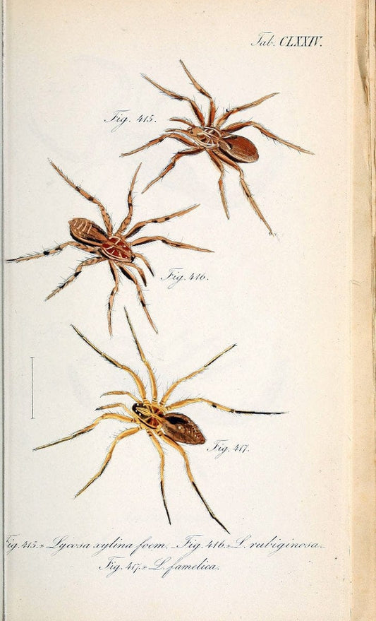 Die Arachniden :.NÃ¼rnberg :In der C. H. Zeh'schen Buchhandlung,1831-1848.. |  | Vintage Print Reproduction 470824