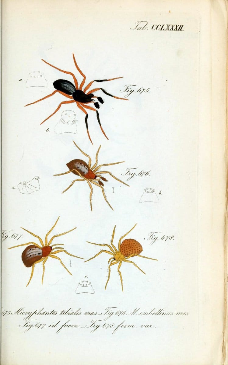 Die Arachniden :.NÃ¼rnberg :In der C. H. Zeh'schen Buchhandlung,1831-1848.. |  | Vintage Print Reproduction 470825