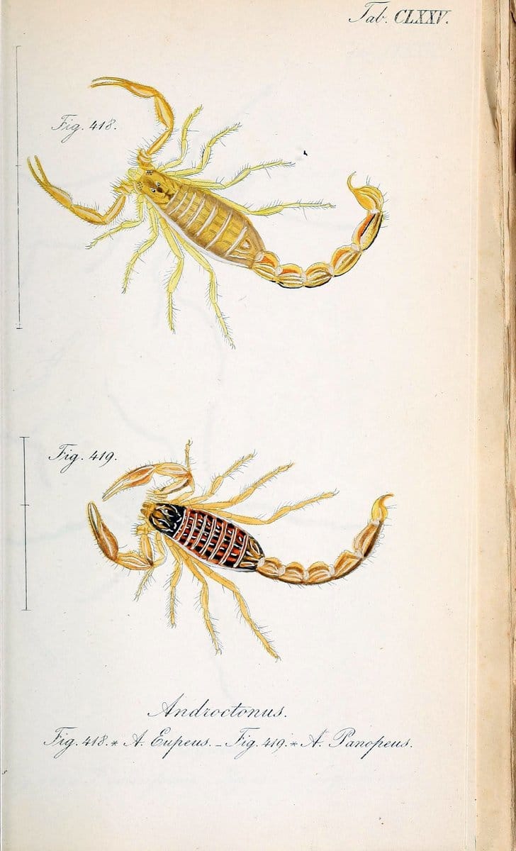 Die Arachniden :.NÃ¼rnberg :In der C. H. Zeh'schen Buchhandlung,1831-1848.. |  | Vintage Print Reproduction 470826