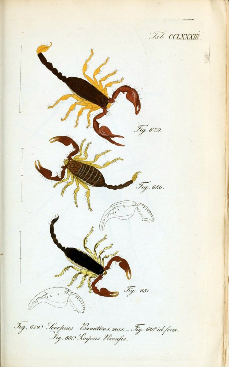 Die Arachniden :.NÃ¼rnberg :In der C. H. Zeh'schen Buchhandlung,1831-1848.. |  | Vintage Print Reproduction 470827