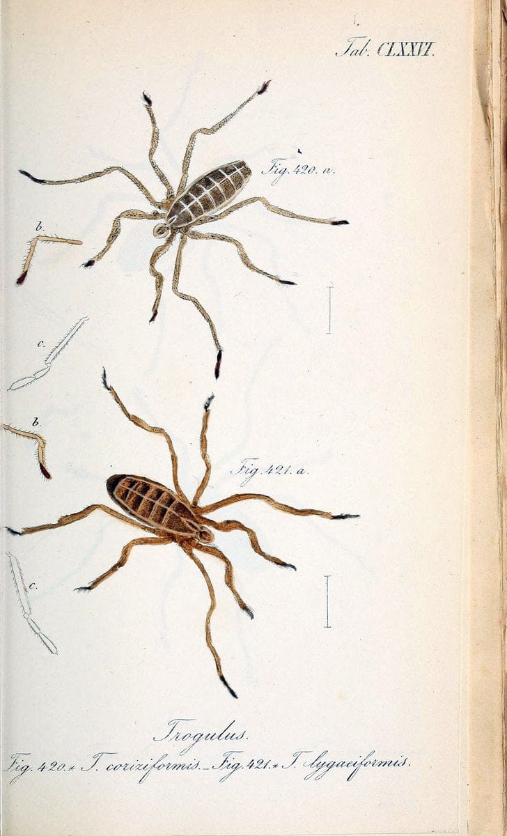 Die Arachniden :.NÃ¼rnberg :In der C. H. Zeh'schen Buchhandlung,1831-1848.. |  | Vintage Print Reproduction 470828