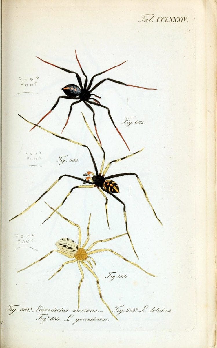 Die Arachniden :.NÃ¼rnberg :In der C. H. Zeh'schen Buchhandlung,1831-1848.. |  | Vintage Print Reproduction 470829