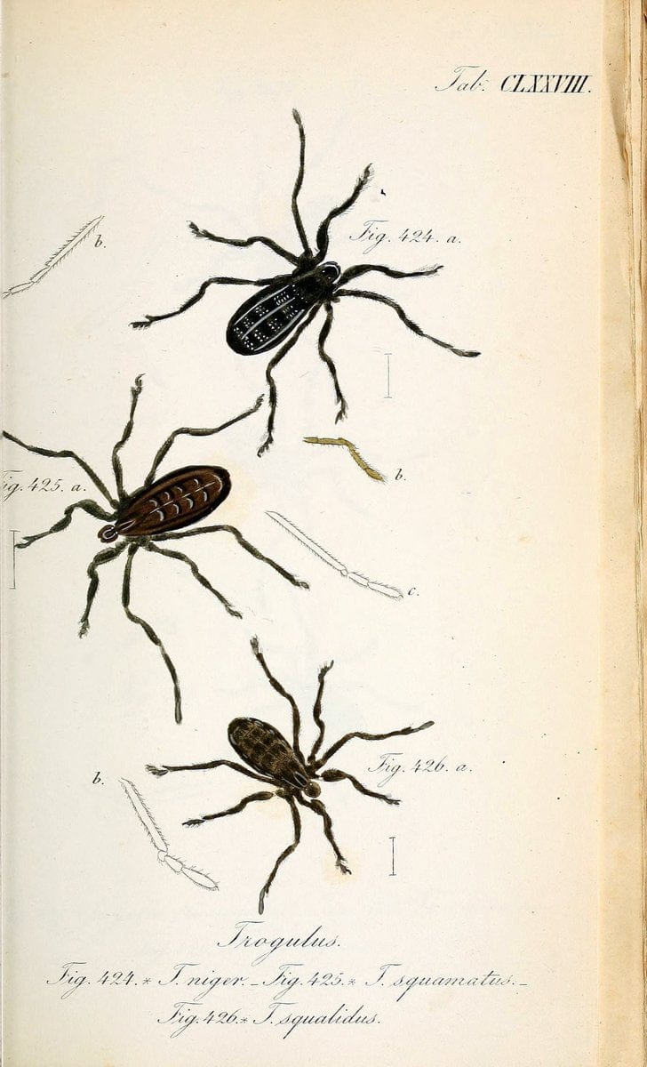 Die Arachniden :.NÃ¼rnberg :In der C. H. Zeh'schen Buchhandlung,1831-1848.. |  | Vintage Print Reproduction 470830