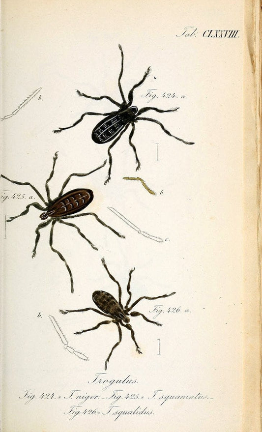 Die Arachniden :.NÃ¼rnberg :In der C. H. Zeh'schen Buchhandlung,1831-1848.. |  | Vintage Print Reproduction 470830