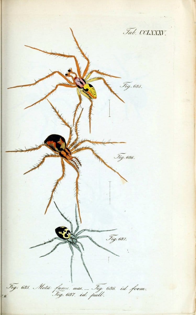 Die Arachniden :.NÃ¼rnberg :In der C. H. Zeh'schen Buchhandlung,1831-1848.. |  | Vintage Print Reproduction 470831