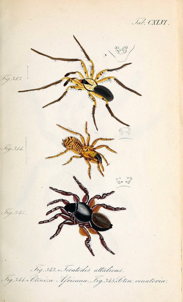 Die Arachniden :.NÃ¼rnberg :In der C. H. Zeh'schen Buchhandlung,1831-1848.. |  | Vintage Print Reproduction 470832