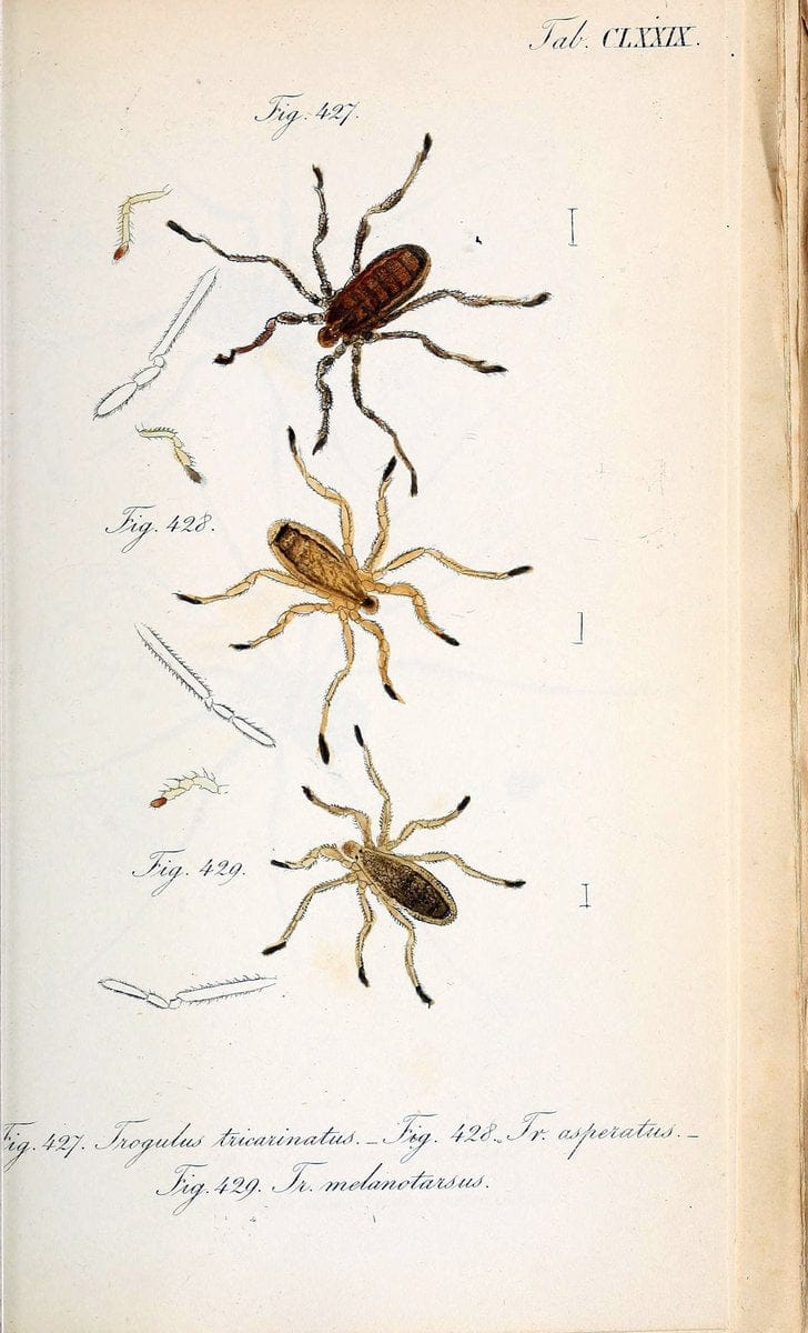 Die Arachniden :.NÃ¼rnberg :In der C. H. Zeh'schen Buchhandlung,1831-1848.. |  | Vintage Print Reproduction 470833