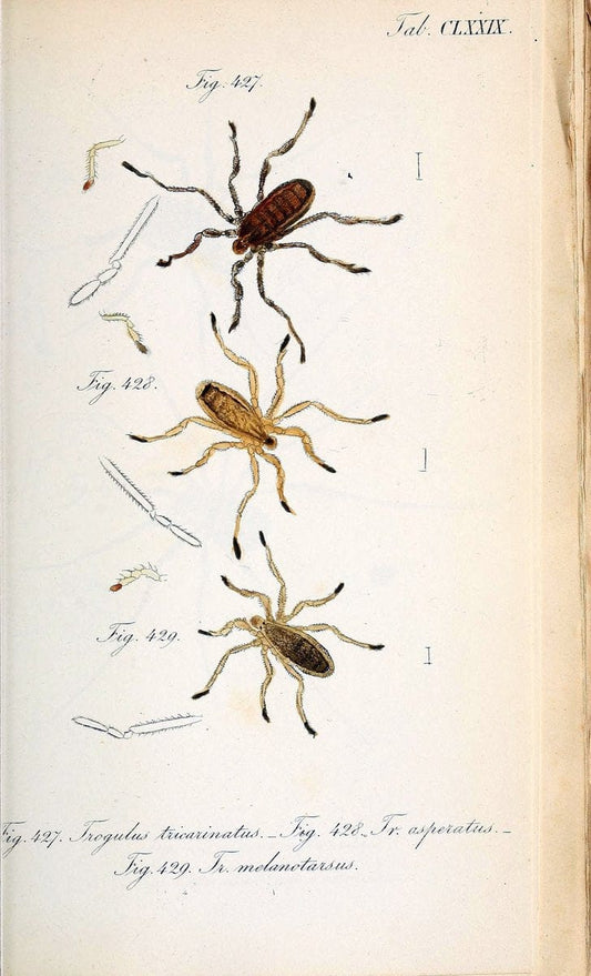 Die Arachniden :.NÃ¼rnberg :In der C. H. Zeh'schen Buchhandlung,1831-1848.. |  | Vintage Print Reproduction 470833