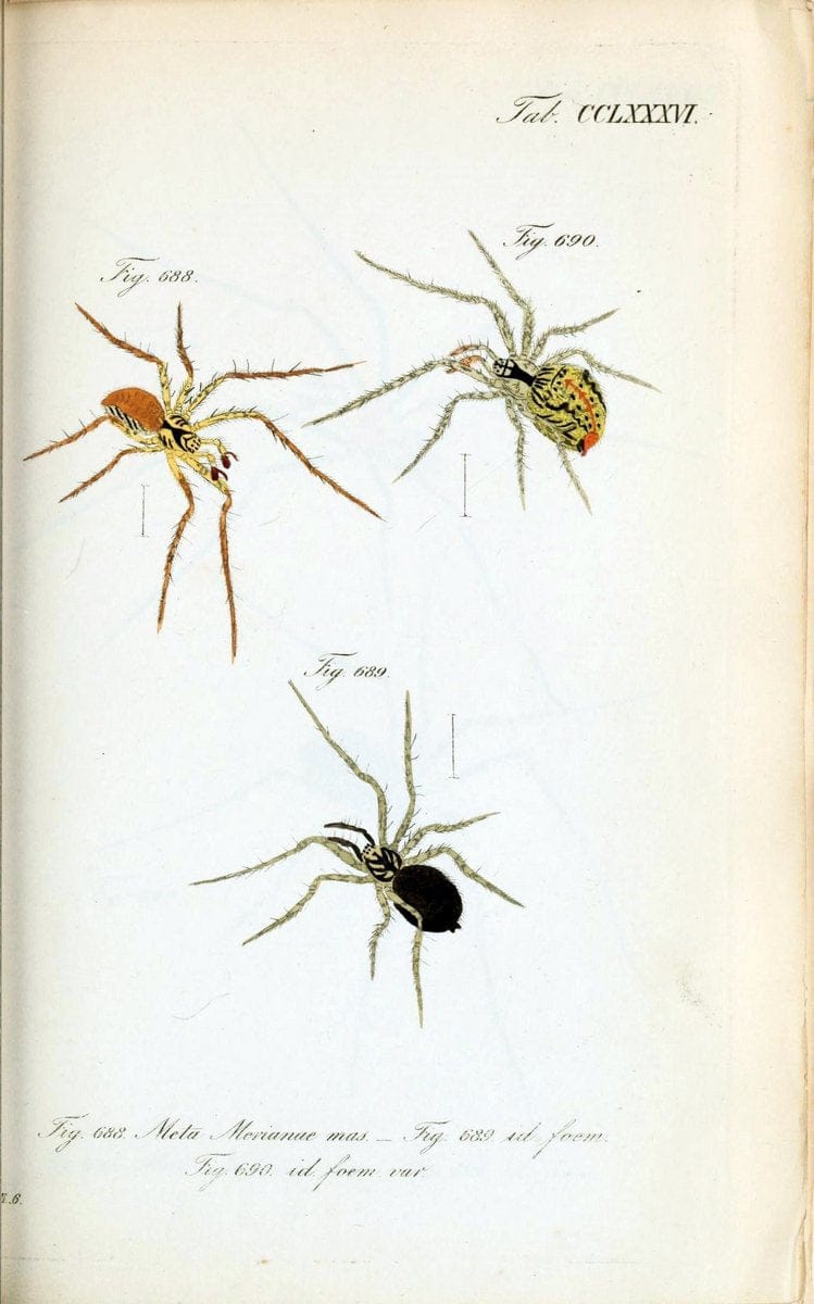 Die Arachniden :.NÃ¼rnberg :In der C. H. Zeh'schen Buchhandlung,1831-1848.. |  | Vintage Print Reproduction 470834