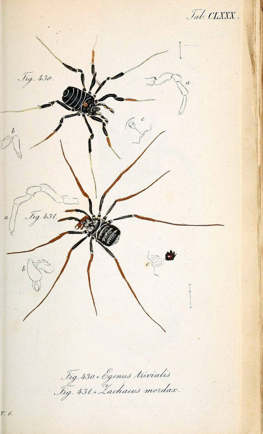 Die Arachniden :.NÃ¼rnberg :In der C. H. Zeh'schen Buchhandlung,1831-1848.. |  | Vintage Print Reproduction 470835