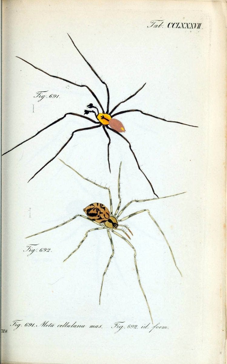 Die Arachniden :.NÃ¼rnberg :In der C. H. Zeh'schen Buchhandlung,1831-1848.. |  | Vintage Print Reproduction 470836