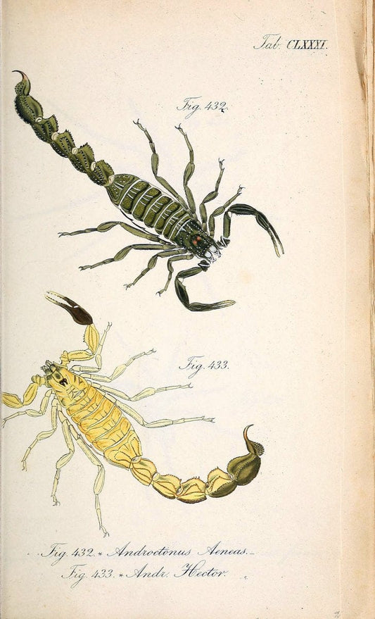Die Arachniden :.NÃ¼rnberg :In der C. H. Zeh'schen Buchhandlung,1831-1848.. |  | Vintage Print Reproduction 470837