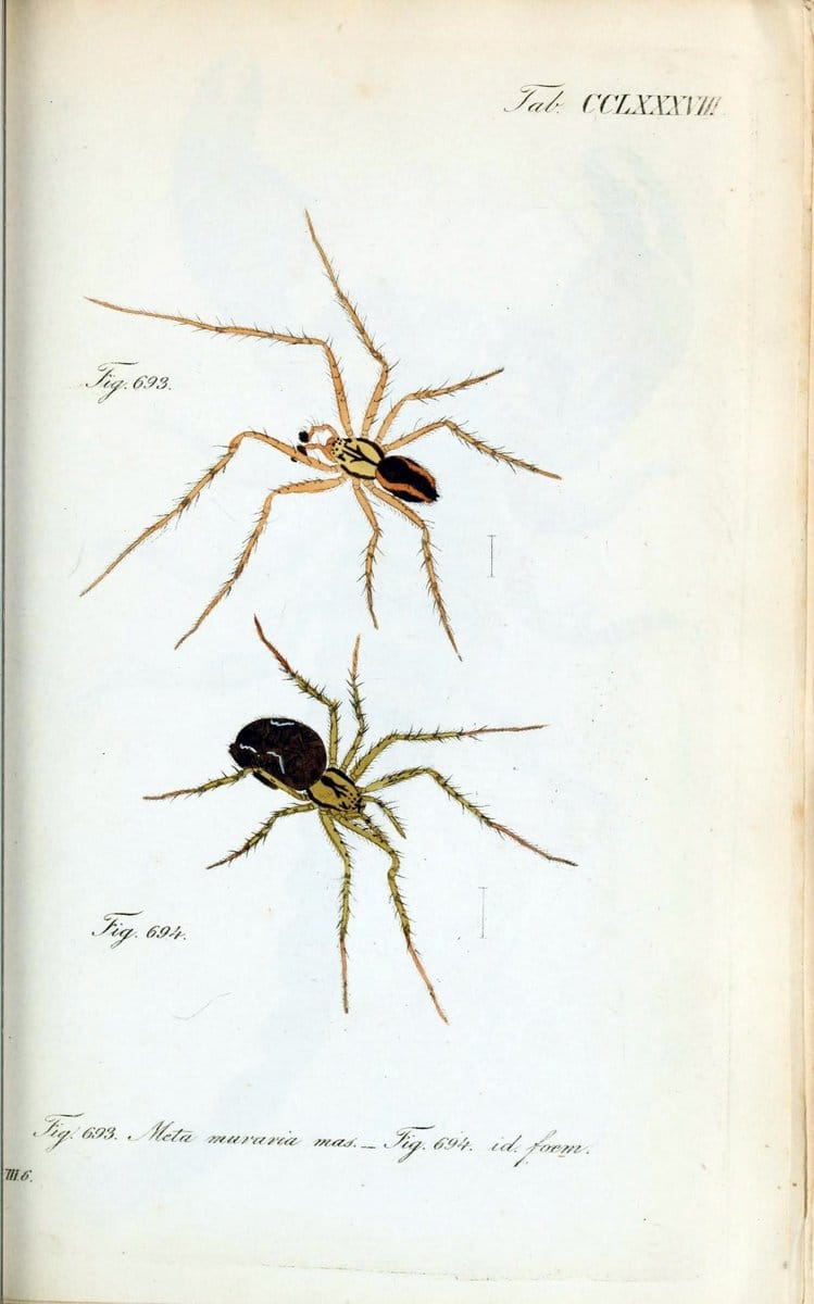 Die Arachniden :.NÃ¼rnberg :In der C. H. Zeh'schen Buchhandlung,1831-1848.. |  | Vintage Print Reproduction 470838