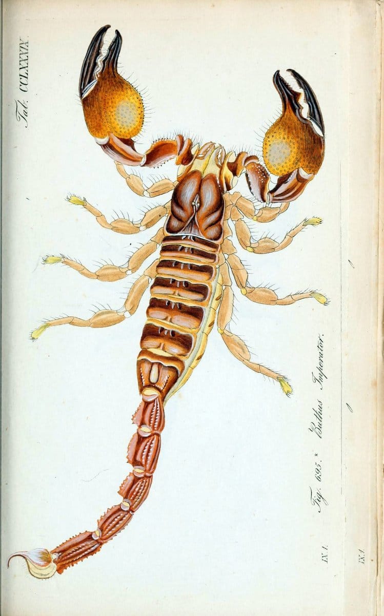 Die Arachniden :.NÃ¼rnberg :In der C. H. Zeh'schen Buchhandlung,1831-1848.. |  | Vintage Print Reproduction 470840