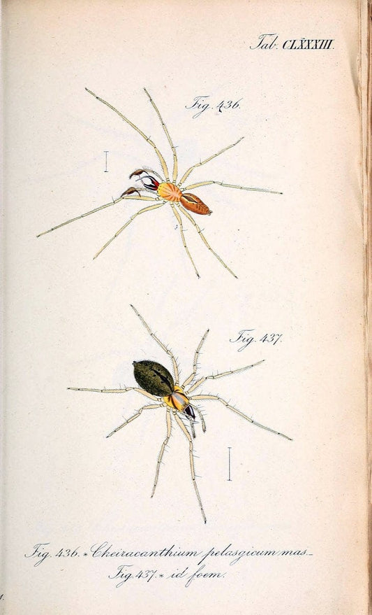 Die Arachniden :.NÃ¼rnberg :In der C. H. Zeh'schen Buchhandlung,1831-1848.. |  | Vintage Print Reproduction 470841