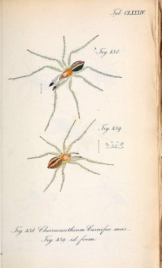 Die Arachniden :.NÃ¼rnberg :In der C. H. Zeh'schen Buchhandlung,1831-1848.. |  | Vintage Print Reproduction 470843