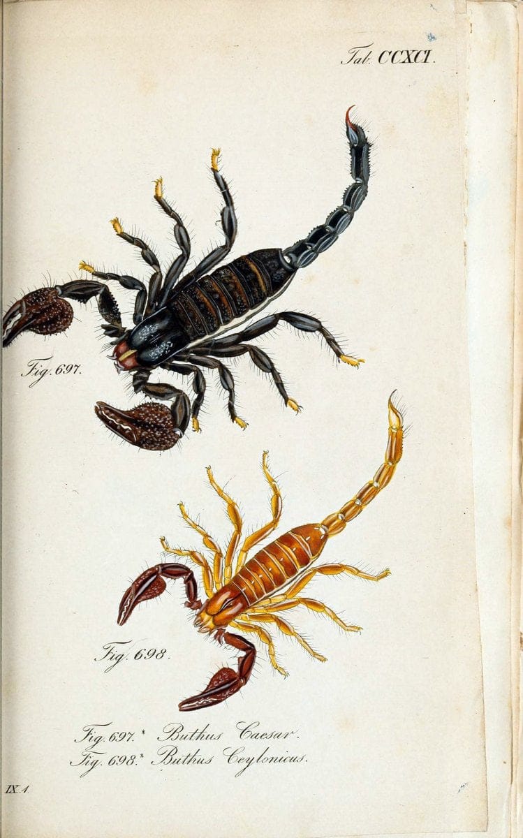 Die Arachniden :.NÃ¼rnberg :In der C. H. Zeh'schen Buchhandlung,1831-1848.. |  | Vintage Print Reproduction 470844