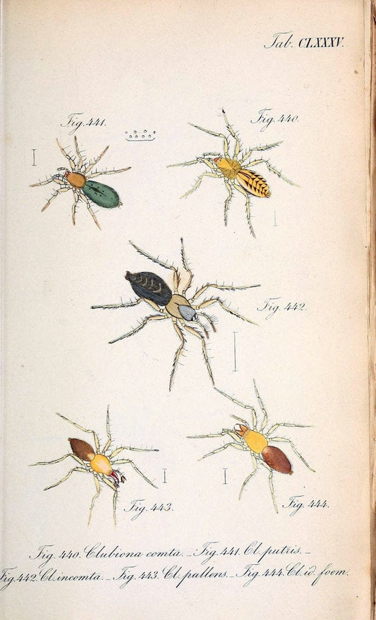 Die Arachniden :.NÃ¼rnberg :In der C. H. Zeh'schen Buchhandlung,1831-1848.. |  | Vintage Print Reproduction 470845