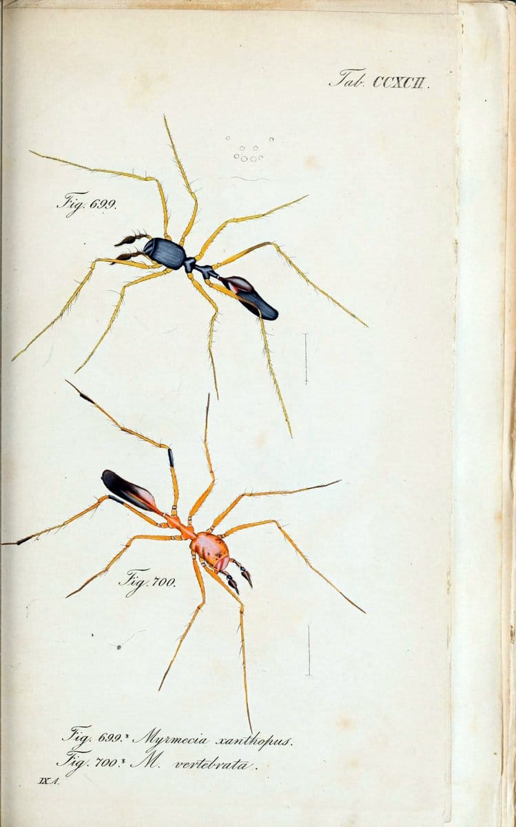 Die Arachniden :.NÃ¼rnberg :In der C. H. Zeh'schen Buchhandlung,1831-1848.. |  | Vintage Print Reproduction 470846