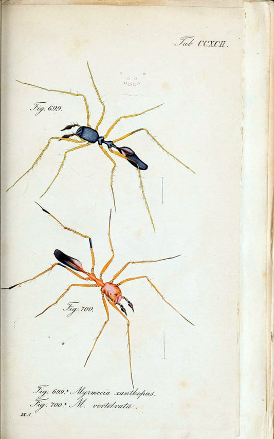 Die Arachniden :.NÃ¼rnberg :In der C. H. Zeh'schen Buchhandlung,1831-1848.. |  | Vintage Print Reproduction 470846