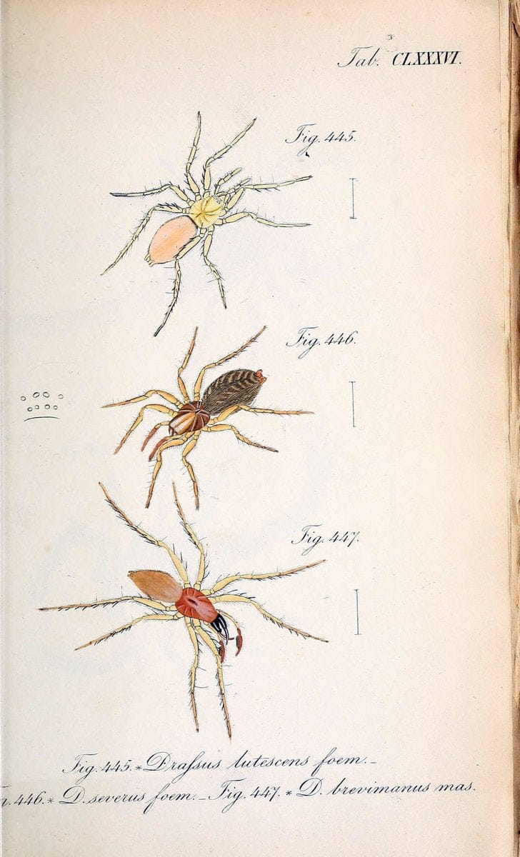 Die Arachniden :.NÃ¼rnberg :In der C. H. Zeh'schen Buchhandlung,1831-1848.. |  | Vintage Print Reproduction 470847