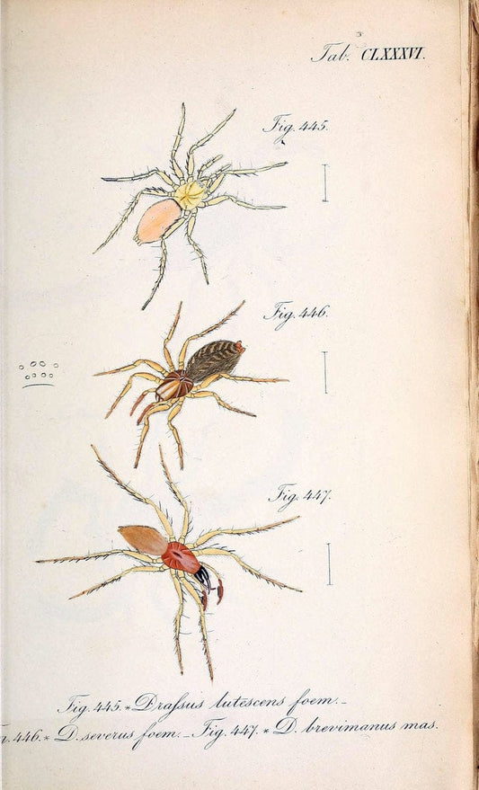 Die Arachniden :.NÃ¼rnberg :In der C. H. Zeh'schen Buchhandlung,1831-1848.. |  | Vintage Print Reproduction 470847