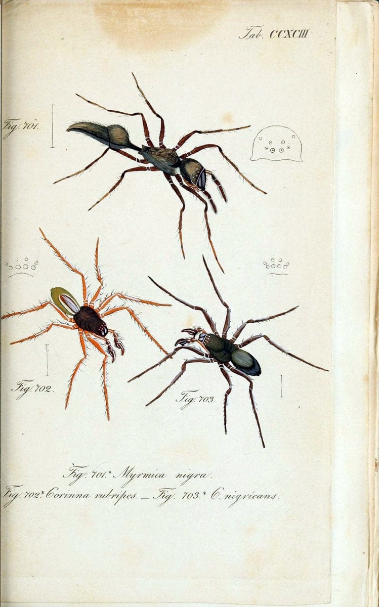 Die Arachniden :.NÃ¼rnberg :In der C. H. Zeh'schen Buchhandlung,1831-1848.. |  | Vintage Print Reproduction 470848