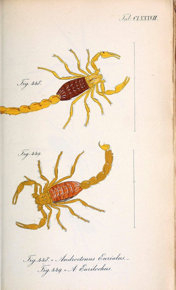 Die Arachniden :.NÃ¼rnberg :In der C. H. Zeh'schen Buchhandlung,1831-1848.. |  | Vintage Print Reproduction 470849