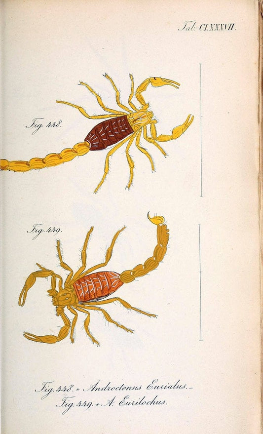 Die Arachniden :.NÃ¼rnberg :In der C. H. Zeh'schen Buchhandlung,1831-1848.. |  | Vintage Print Reproduction 470849