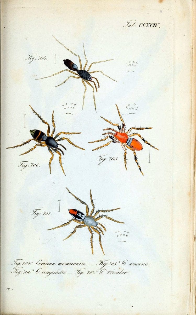 Die Arachniden :.NÃ¼rnberg :In der C. H. Zeh'schen Buchhandlung,1831-1848.. |  | Vintage Print Reproduction 470850