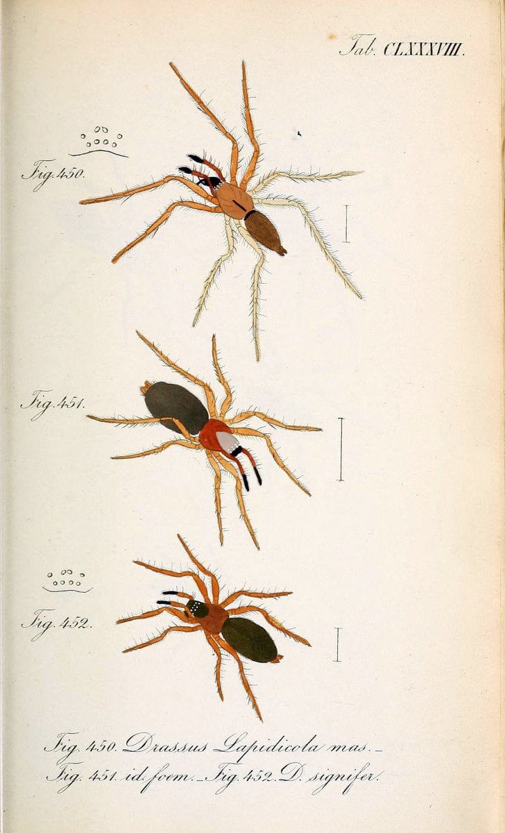 Die Arachniden :.NÃ¼rnberg :In der C. H. Zeh'schen Buchhandlung,1831-1848.. |  | Vintage Print Reproduction 470851
